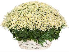 Цветочная композиция из Ромашки в корзине #REPLACE_PRED# Сергиевском Ставропольского края